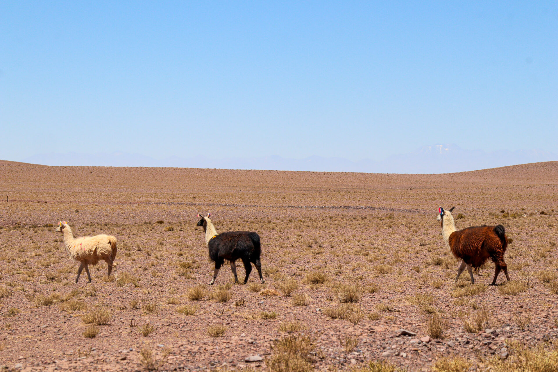 Desierto de Atacama, Chile. 2024
