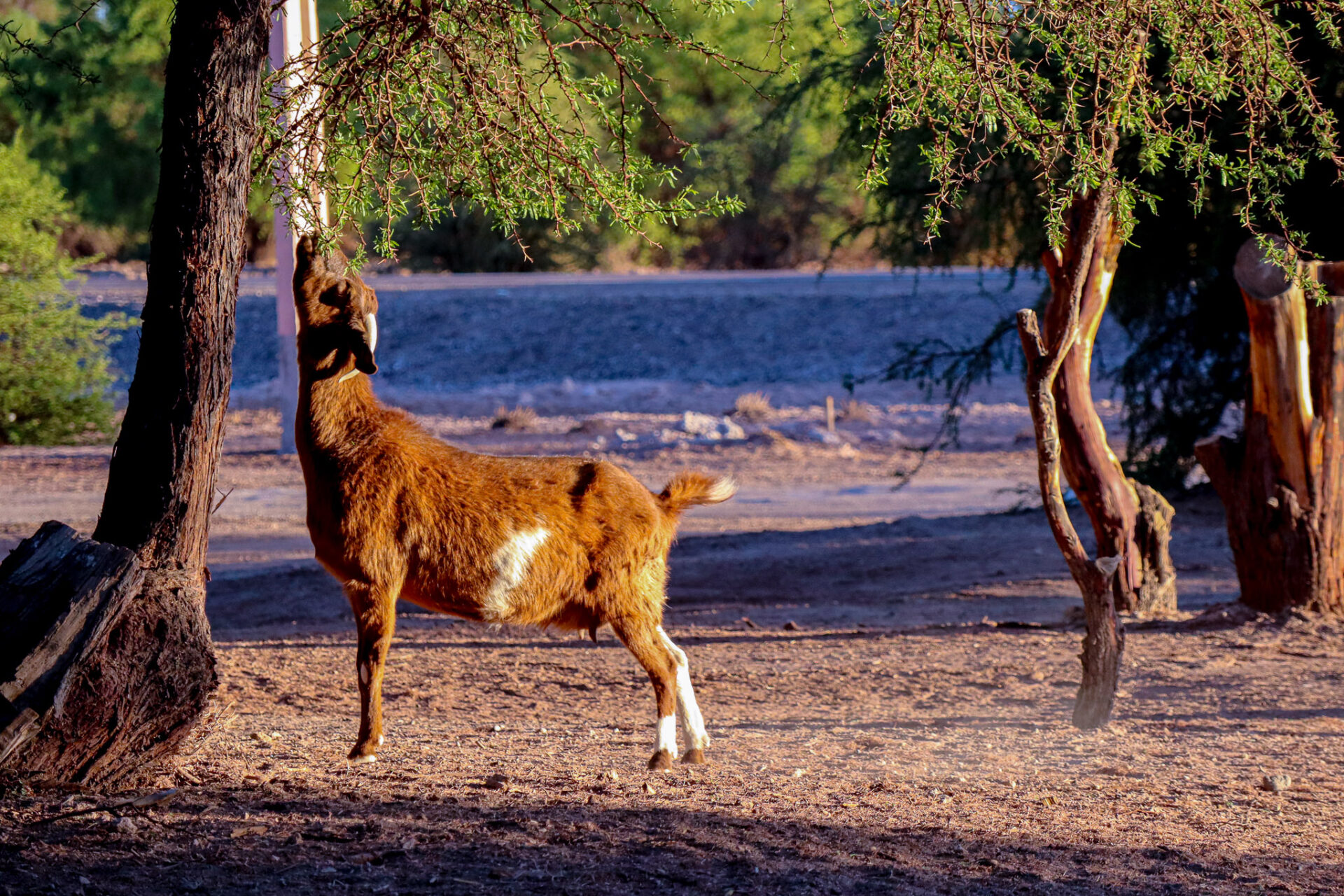 Desierto de Atacama, Chile. 2024