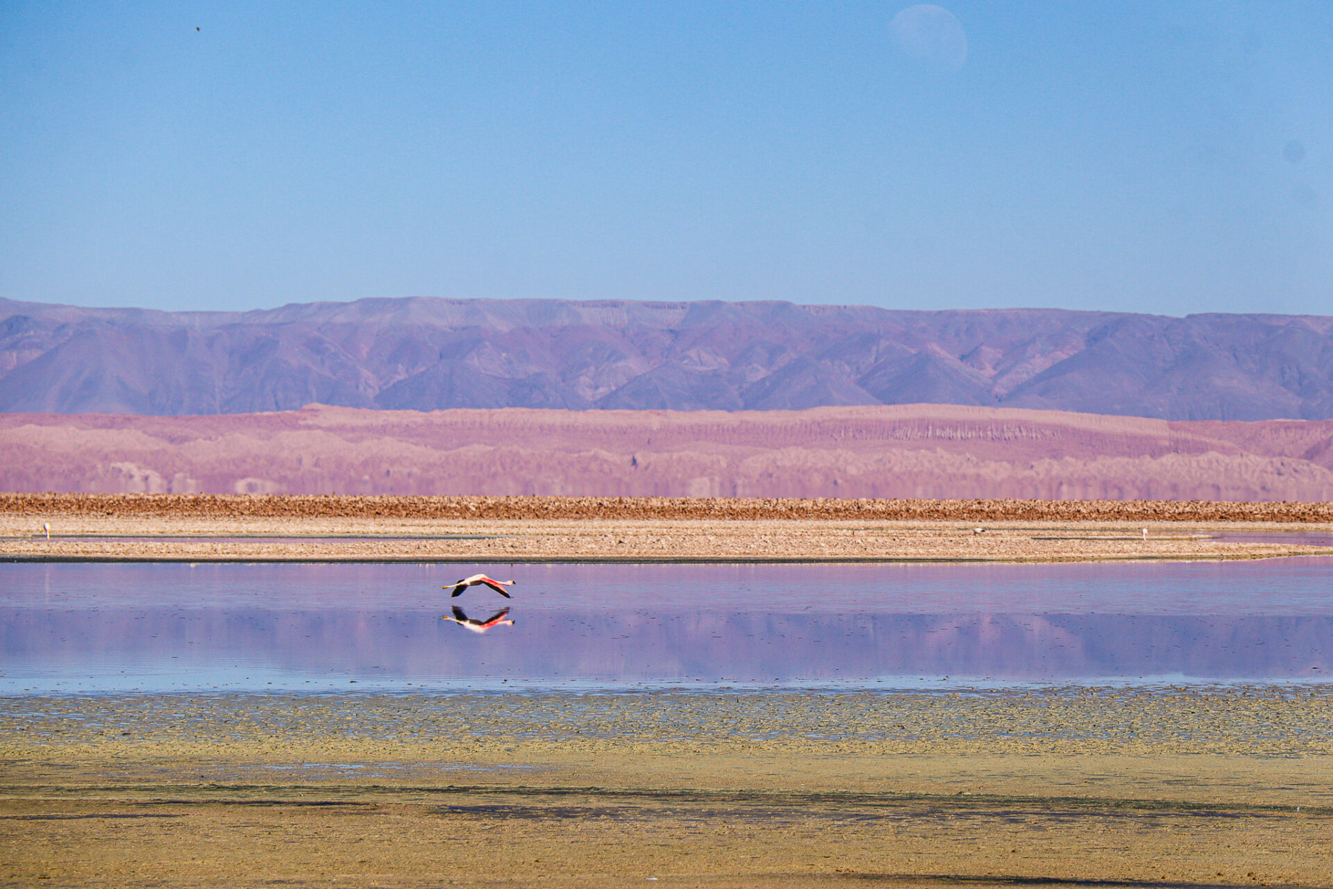 Reserva Nacional Los Flamencos, Chile. 2024