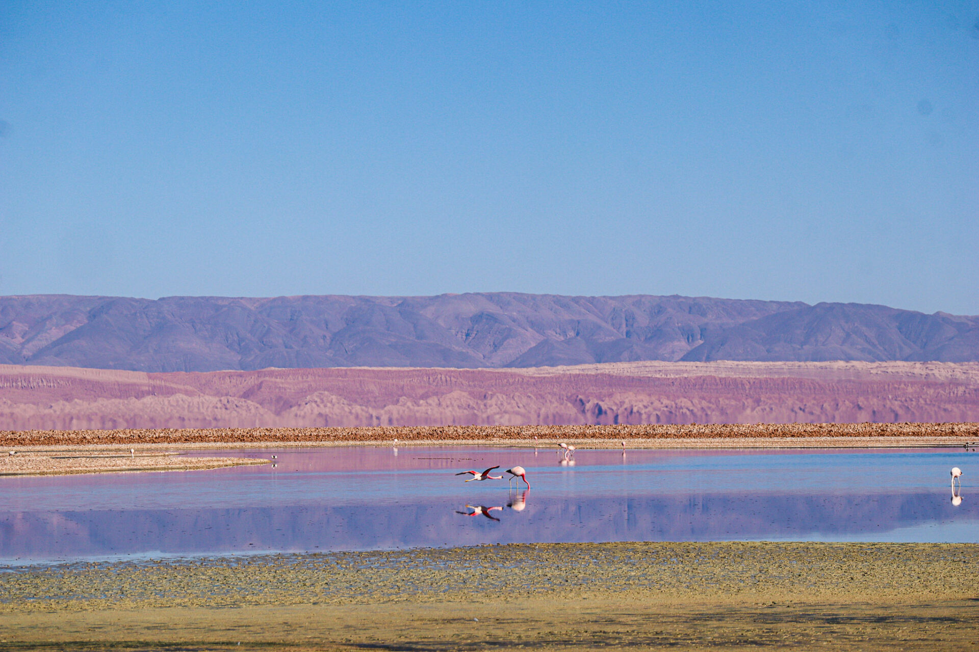 Reserva Nacional Los Flamencos, Chile. 2024