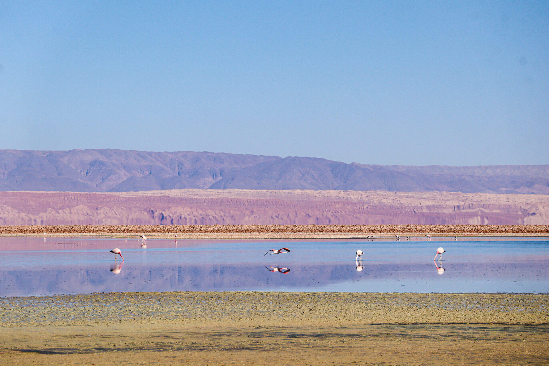 Reserva Nacional Los Flamencos, Chile. 2024