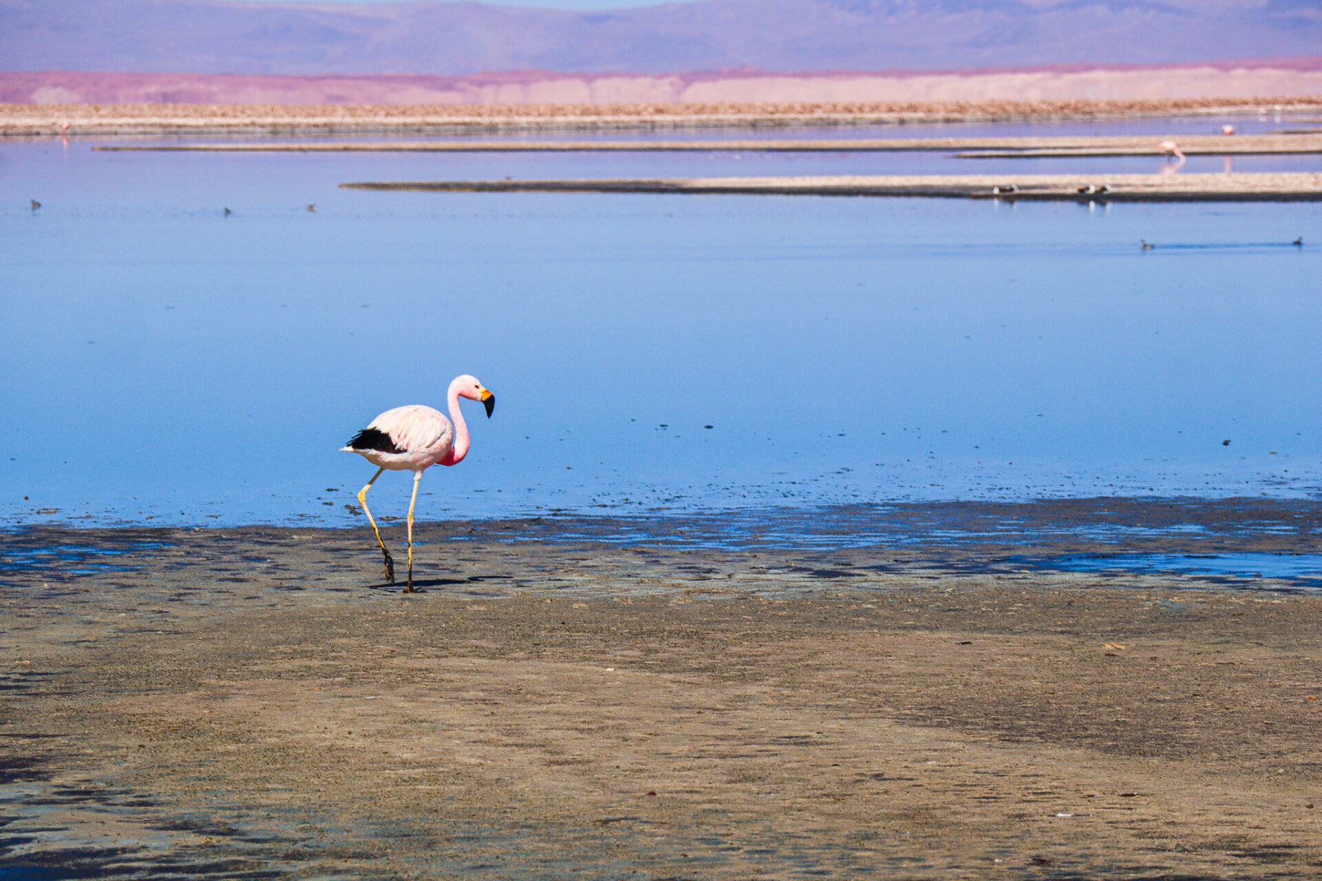 Reserva Nacional Los Flamencos, Chile. 2024