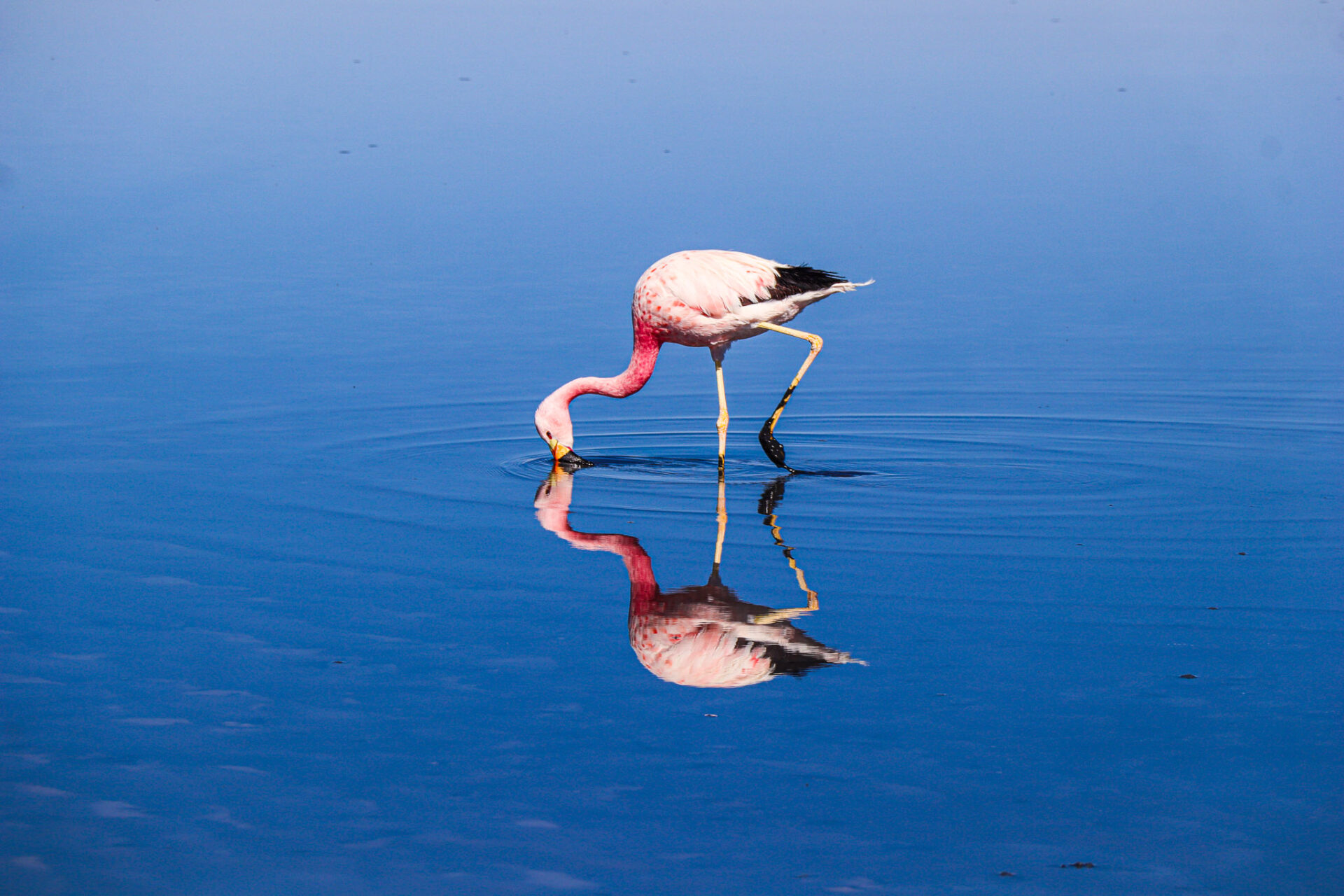 Reserva Nacional Los Flamencos, Chile. 2024