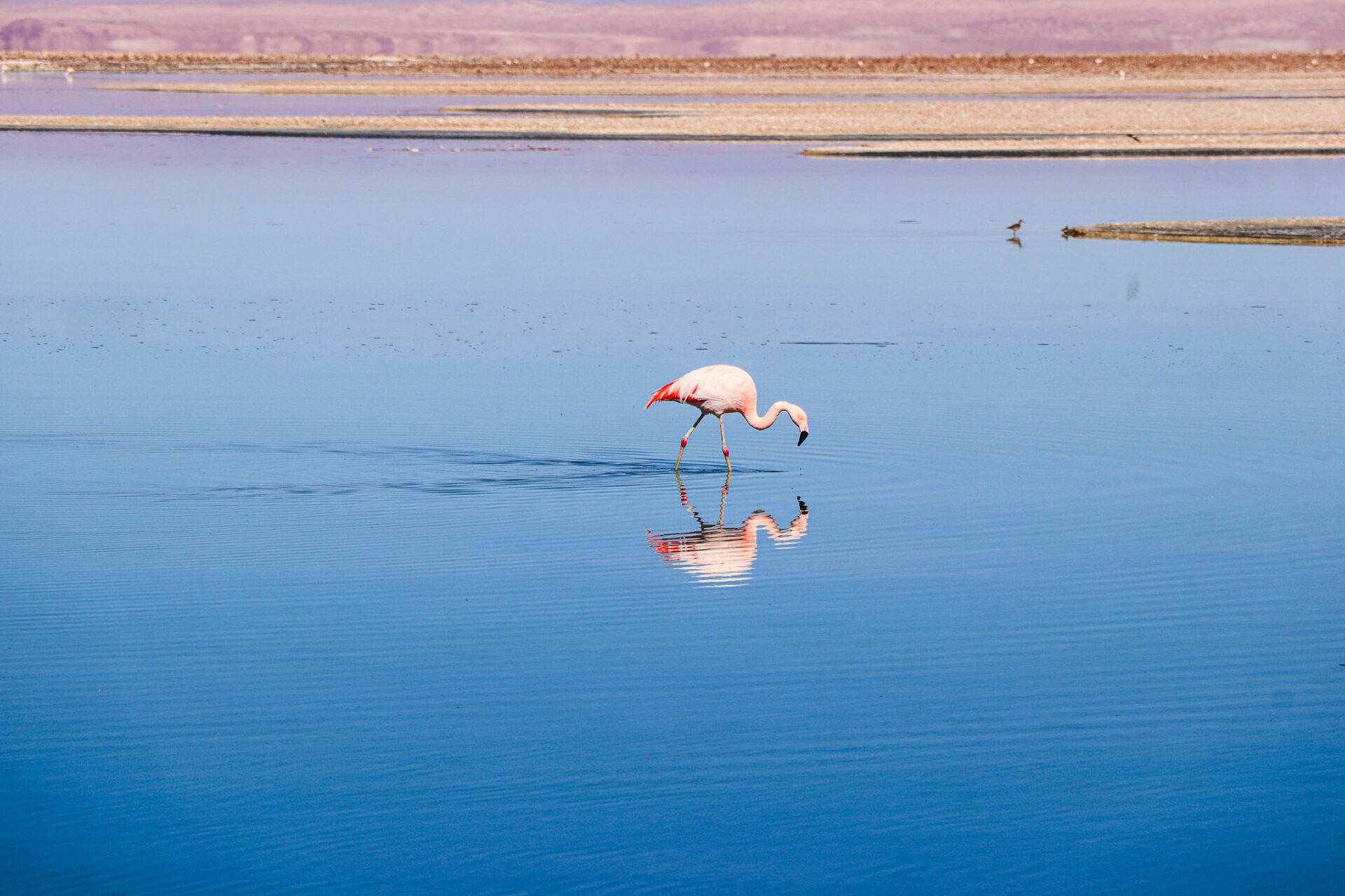 Reserva Nacional Los Flamencos, Chile. 2024