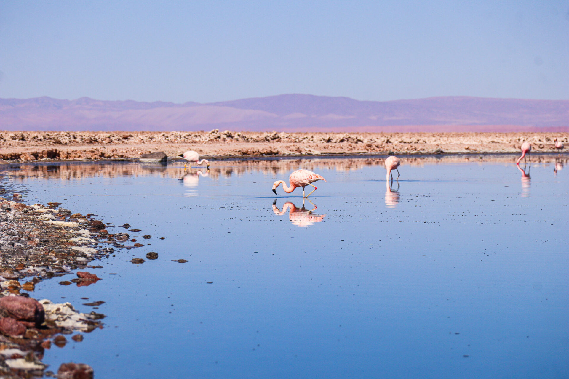 Reserva Nacional Los Flamencos, Chile. 2024