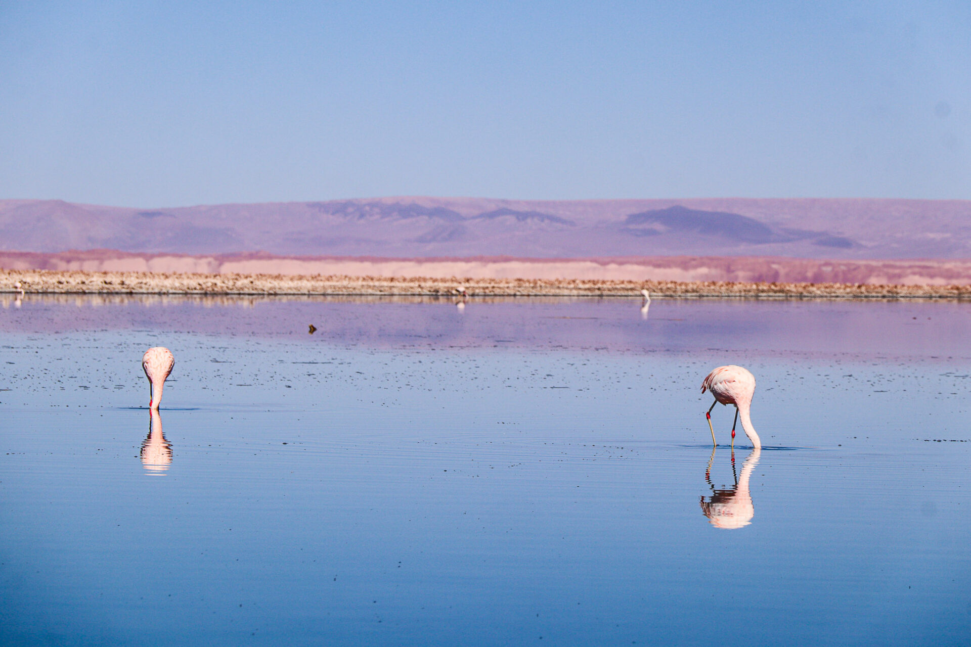 Reserva Nacional Los Flamencos, Chile. 2024