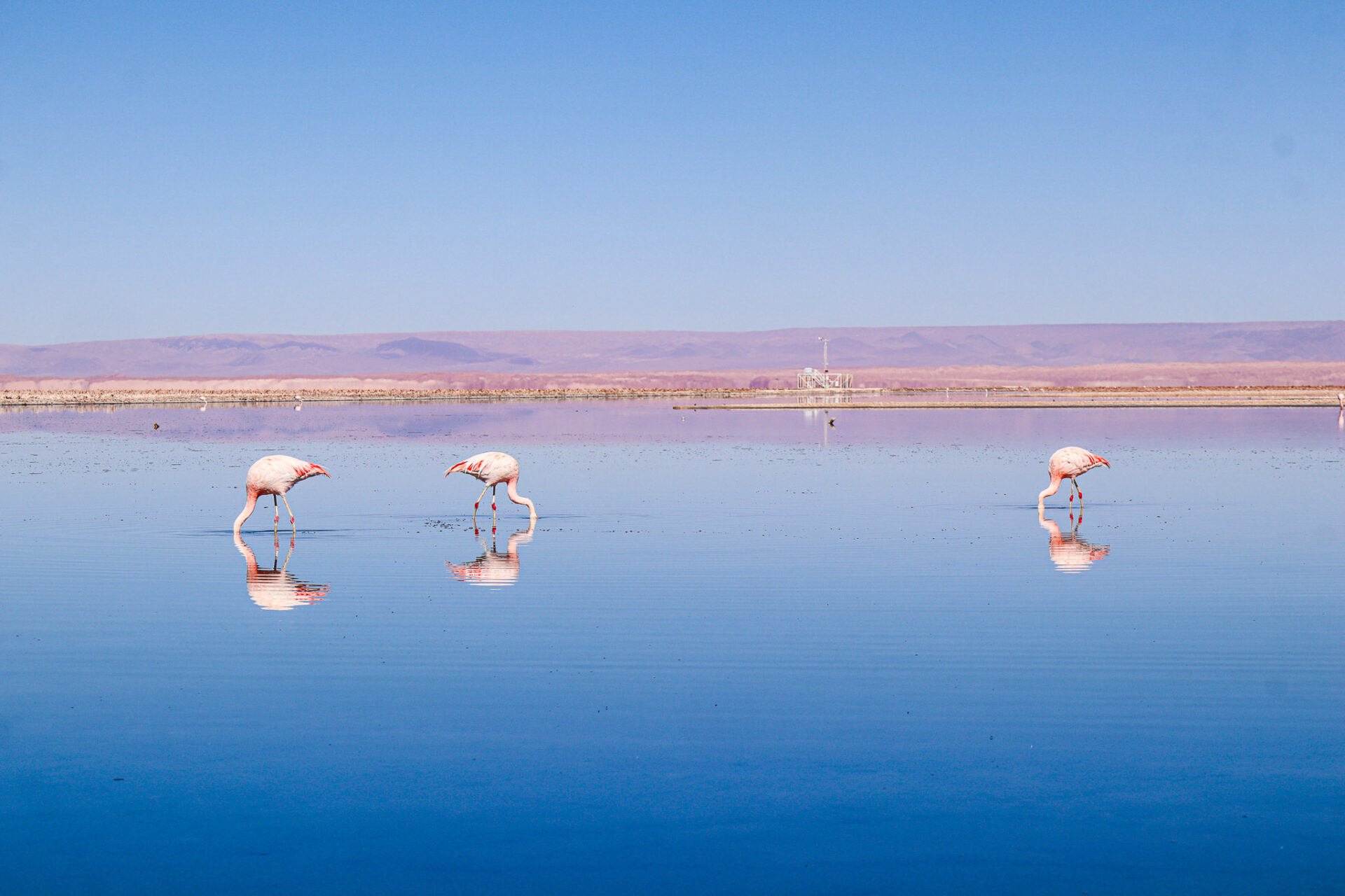 Reserva Nacional Los Flamencos, Chile. 2024