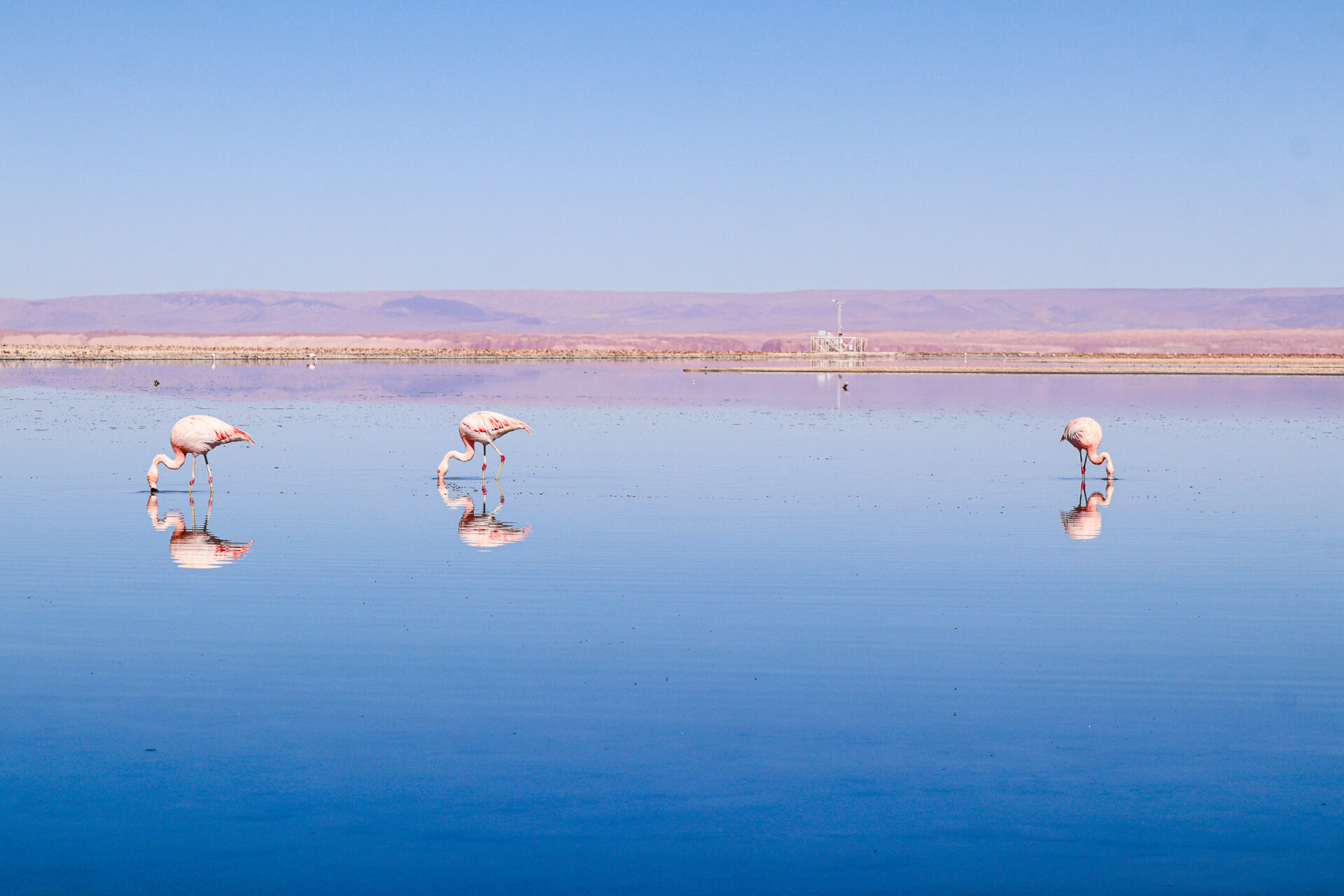 Reserva Nacional Los Flamencos, Chile. 2024