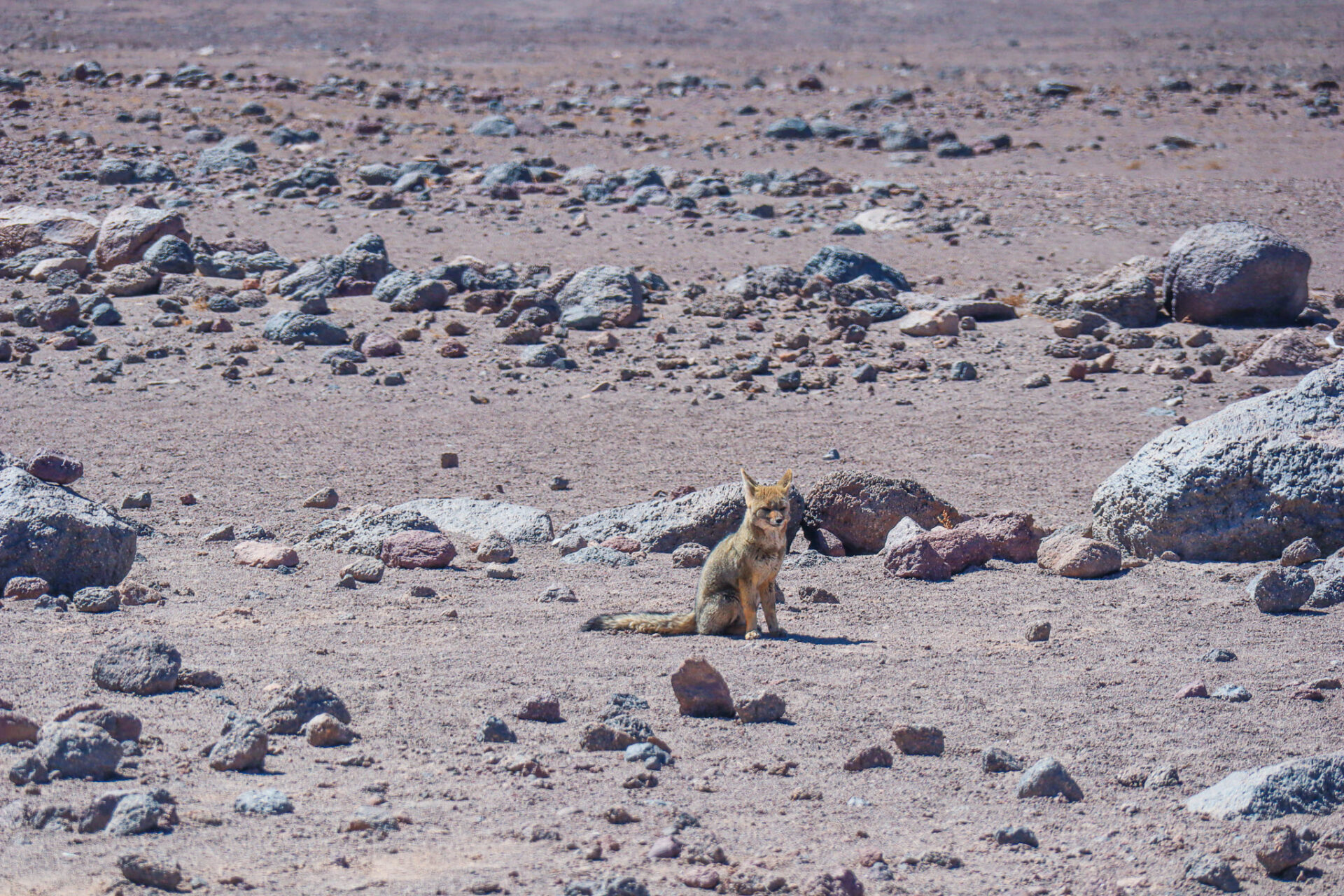 Desierto de Atacama, Chile. 2024
