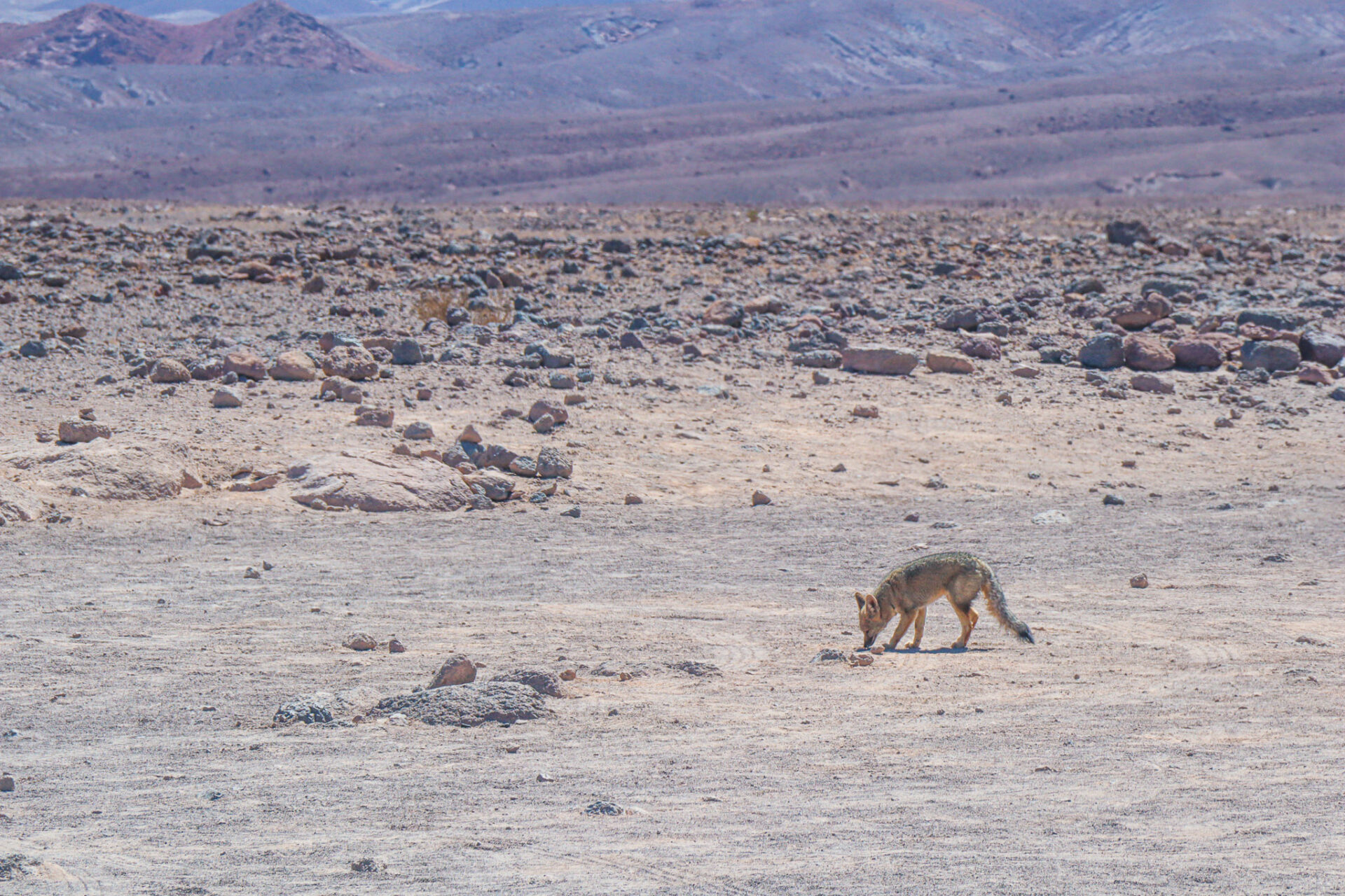 Desierto de Atacama, Chile. 2024