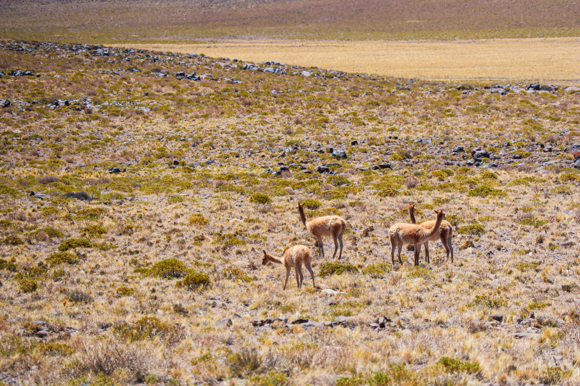 Desierto de Atacama, Chile. 2024