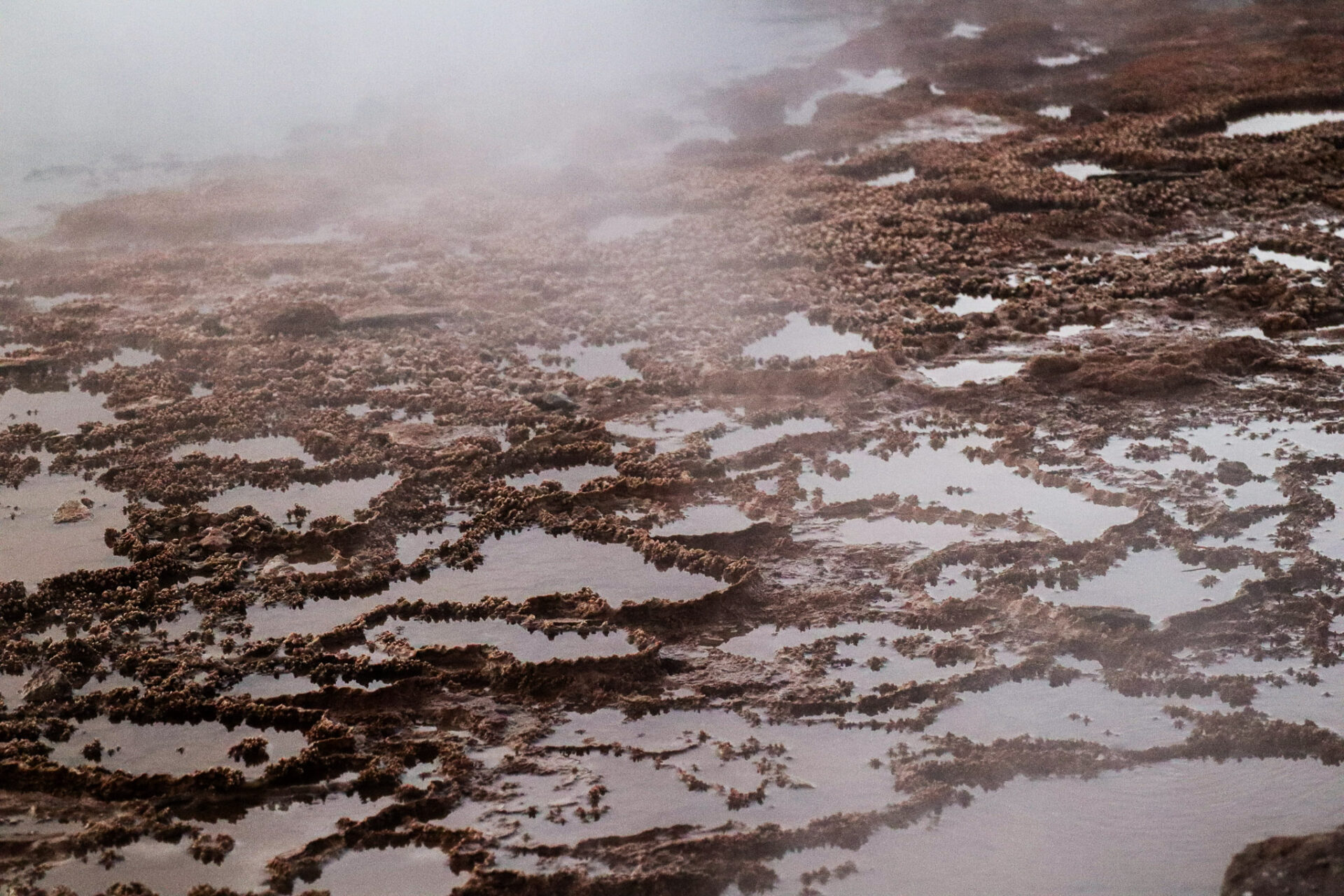 Geysers del Tatio, Atacama, Chile. 2024