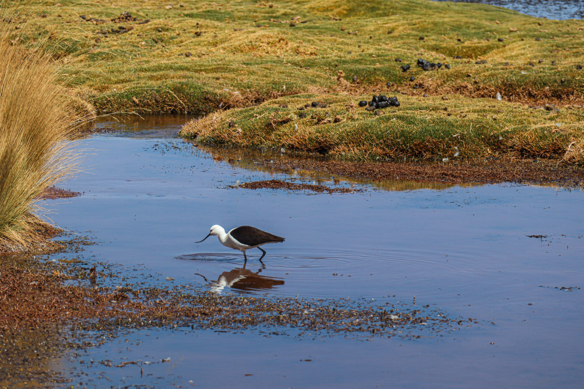 Laguna Tebinquiche, Atacama, Chile. 2024
