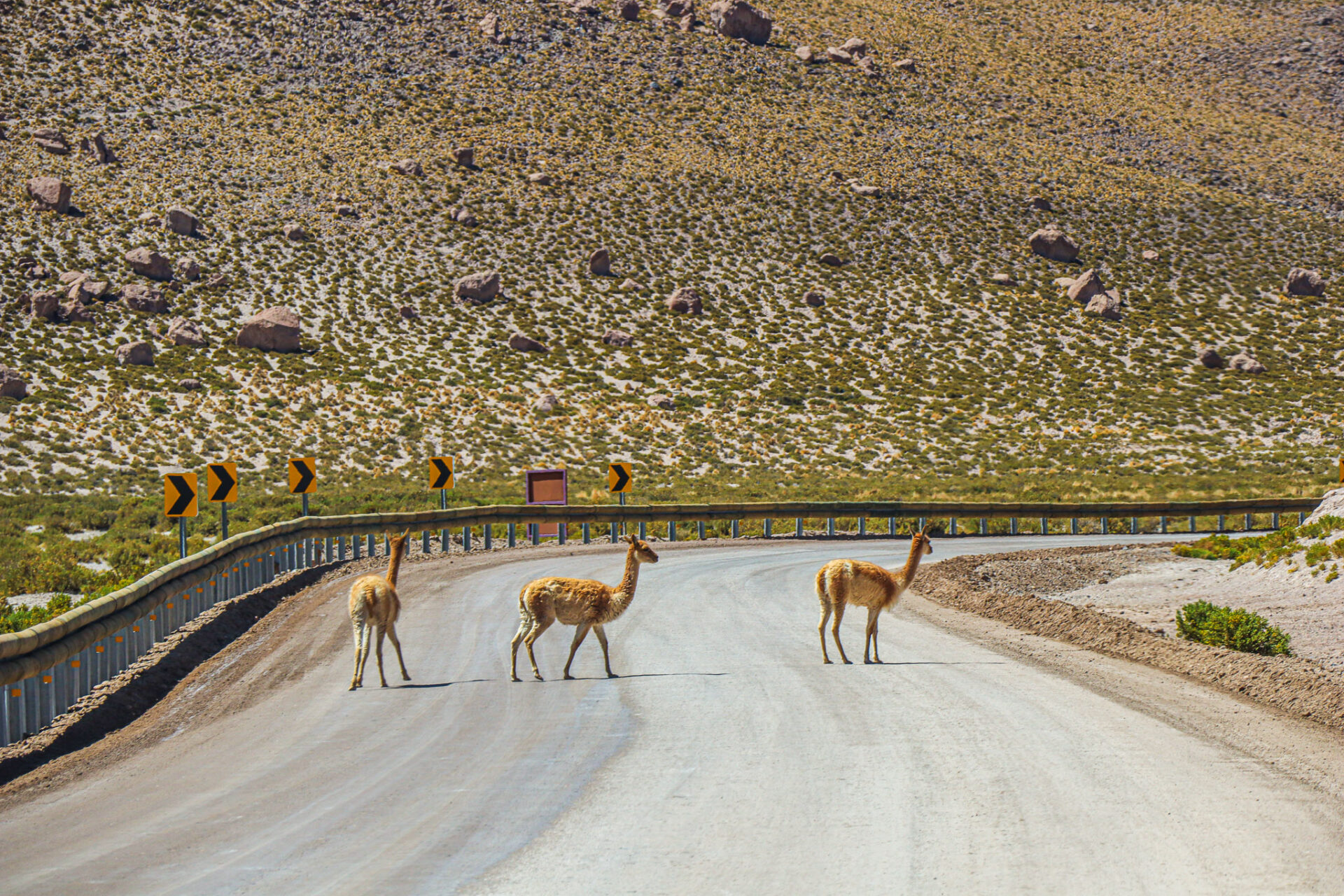 Desierto de Atacama, Chile. 2024